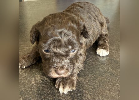 Bezaubernde Welpen aus Bolonka zwetna - Toypudel