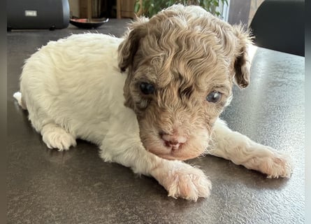 Bezaubernde Welpen aus Bolonka zwetna - Toypudel