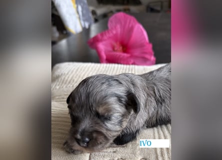 Bezaubernde Welpen aus Bolonka zwetna - Toypudel