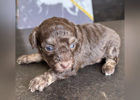 Bezaubernde Welpen aus Bolonka zwetna - Toypudel