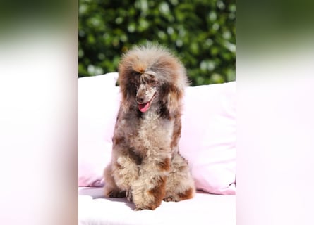 Bezaubernde Welpen aus Bolonka zwetna - Toypudel