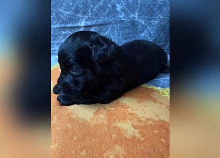 Bezaubernde Welpen aus Bolonka zwetna - Toypudel