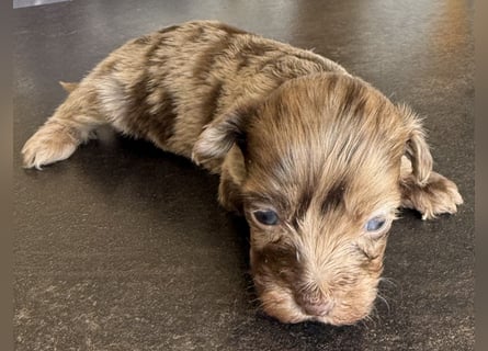 Bezaubernde Welpen aus Bolonka zwetna - Toypudel