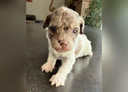 Bezaubernde Welpen aus Bolonka zwetna - Toypudel