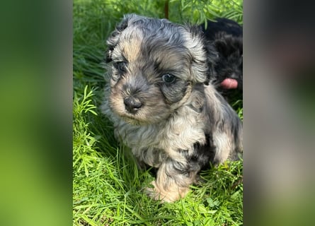 Bezaubernde Welpen aus Bolonka zwetna - Toypudel