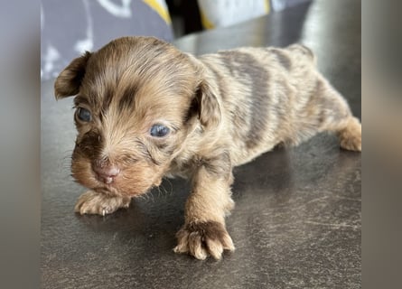 Bezaubernde Welpen aus Bolonka zwetna - Toypudel