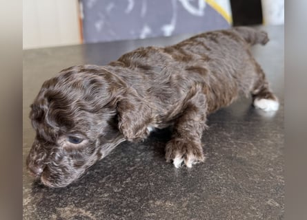 Bezaubernde Welpen aus Bolonka zwetna - Toypudel