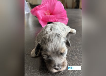 Bezaubernde Welpen aus Bolonka zwetna - Toypudel