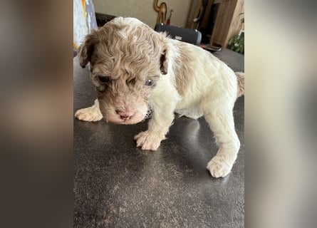 Bezaubernde Welpen aus Bolonka zwetna - Toypudel