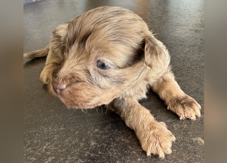 Bezaubernde Welpen aus Bolonka zwetna - Toypudel