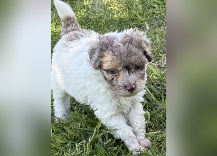 Bezaubernde Welpen aus Bolonka zwetna - Toypudel