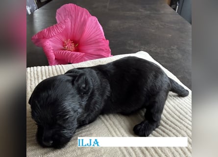 Bezaubernde Welpen aus Bolonka zwetna - Toypudel