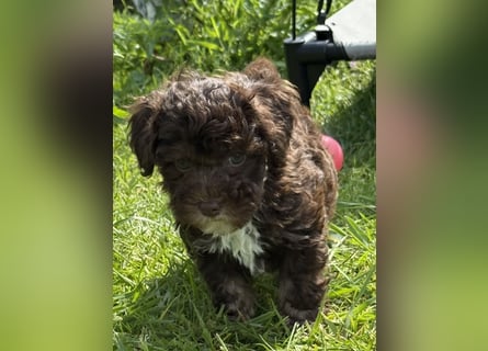 Bezaubernde Welpen aus Bolonka zwetna - Toypudel
