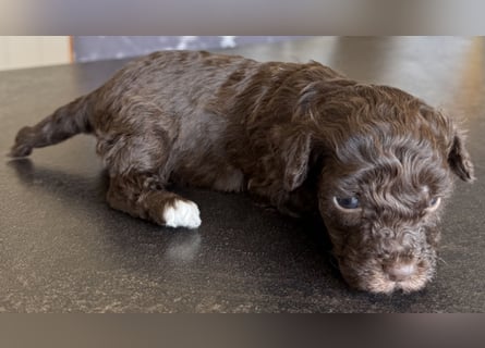 Bezaubernde Welpen aus Bolonka zwetna - Toypudel