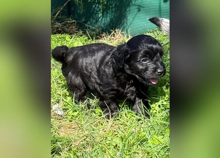 Bezaubernde Welpen aus Bolonka zwetna - Toypudel