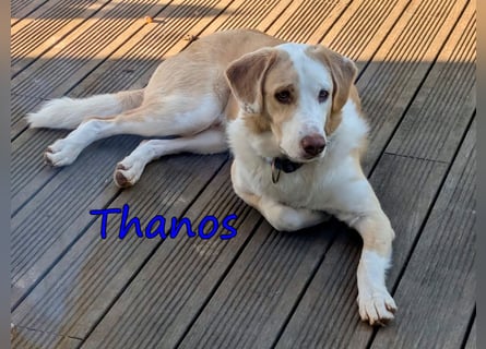Thanos, geb. 07/2025 (GRC) - Junghund sucht neues Zuhause!