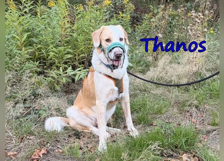 Thanos, geb. 07/2025 (GRC) - Junghund sucht neues Zuhause!