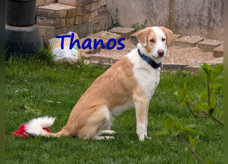 Thanos, geb. 07/2025 (GRC) - Junghund sucht neues Zuhause!