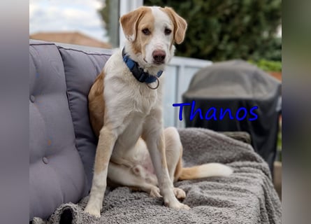 Thanos, geb. 07/2025 (GRC) - Junghund sucht neues Zuhause!