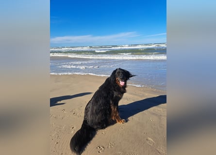 Hoverwart Schwarzmarken