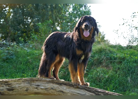 Hoverwart Schwarzmarken