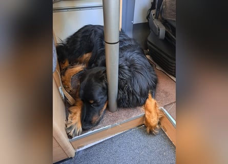 Hoverwart Schwarzmarken