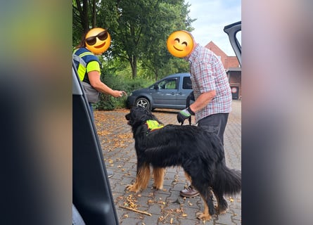 Hoverwart Schwarzmarken