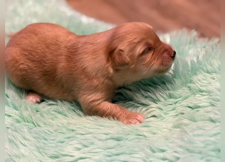 Hovawart Welpen