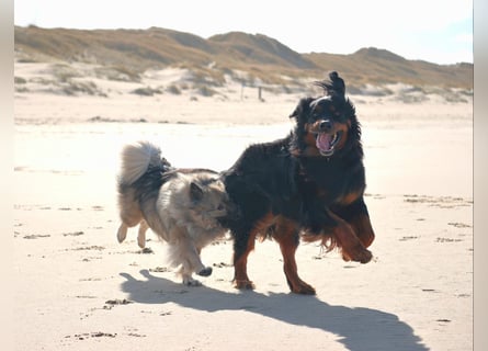 Hovawart, 5 Jahre alt, aus Krankheitsgründen abzugeben