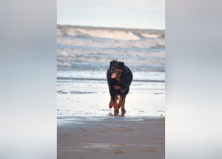 Hovawart, 5 Jahre alt, aus Krankheitsgründen abzugeben