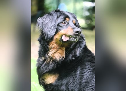 Hovawart, 5 Jahre alt, aus Krankheitsgründen abzugeben