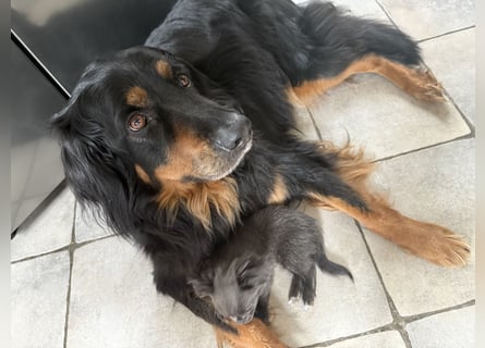 Hovawart, 5 Jahre alt, aus Krankheitsgründen abzugeben