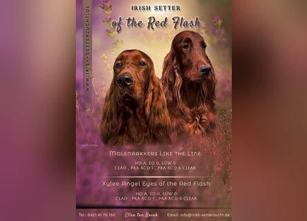 Wurfplanung Irish Setter mit Papieren aus liebervoller 35 jähriger Formzucht