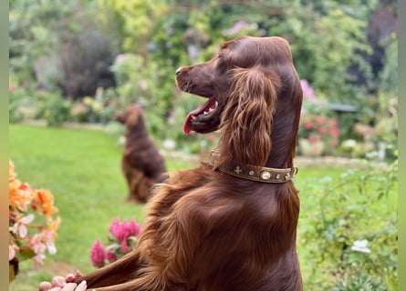 Irish Setter Welpen mit Papieren