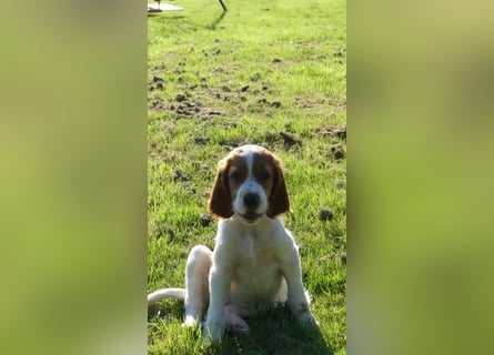 Reinrassige Irish Red and White Setter Welpen, geb. 29.07.2025