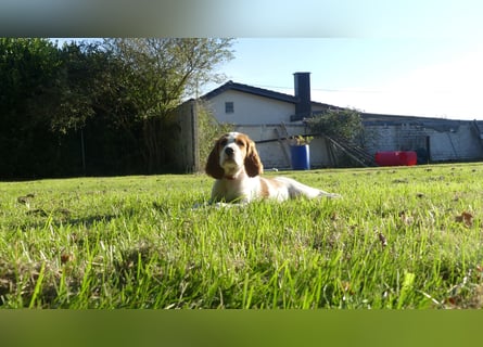Reinrassige Irish Red and White Setter Welpen, geb. 29.07.2025