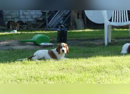 Reinrassige Irish Red and White Setter Welpen, geb. 29.07.2025