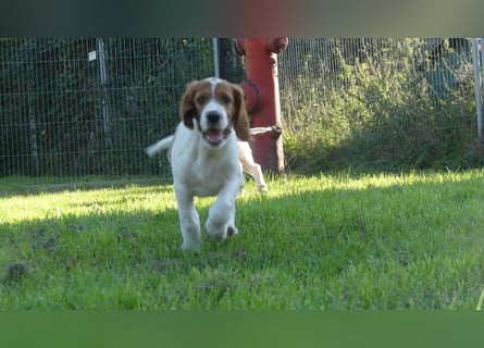 Reinrassige Irish Red and White Setter Welpen, geb. 29.07.2025
