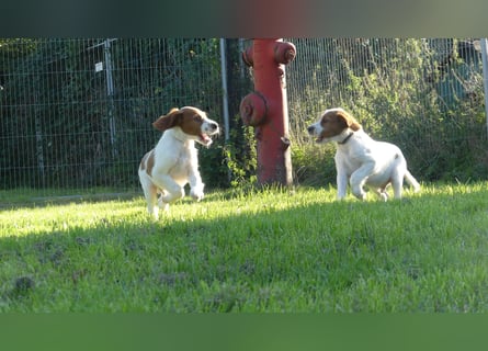 Reinrassige Irish Red and White Setter Welpen, geb. 29.07.2025