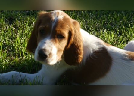 Reinrassige Irish Red and White Setter Welpen, geb. 29.07.2025