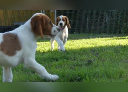 Reinrassige Irish Red and White Setter Welpen, geb. 29.07.2025