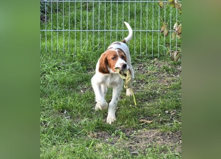 Irish Red and White Setter "Eragon", geb. 29.07.2025