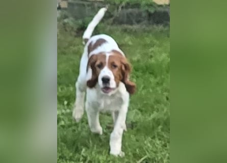 Irish Red and White Setter "Eragon", geb. 29.07.2025