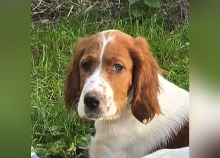 Irish Red and White Setter "Eragon", geb. 29.07.2025