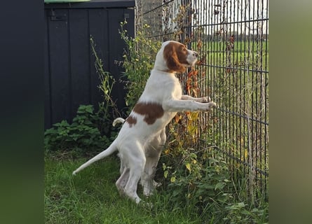 Irish Red and White Setter "Erin", geb. 29.07.2025