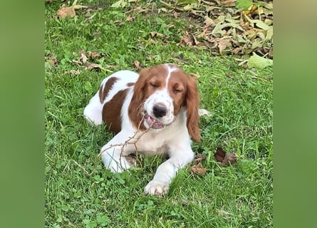 Irish Red and White Setter "Eragon", geb. 29.07.2025