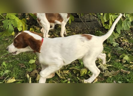Irish Red and White Setter "Éala", geb. 29.07.2025