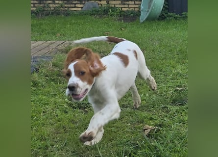 Irish Red and White Setter "Eamon", geb. 29.07.2025
