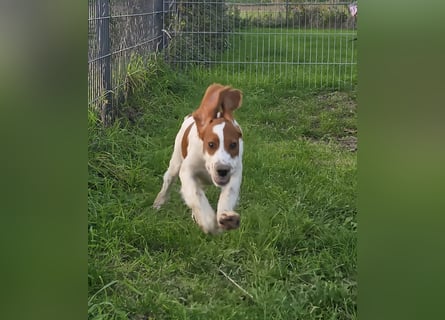 Irish Red and White Setter "Eamon", geb. 29.07.2025