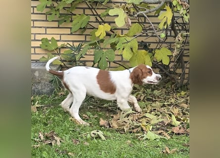Irish Red and White Setter "Eamon", geb. 29.07.2025